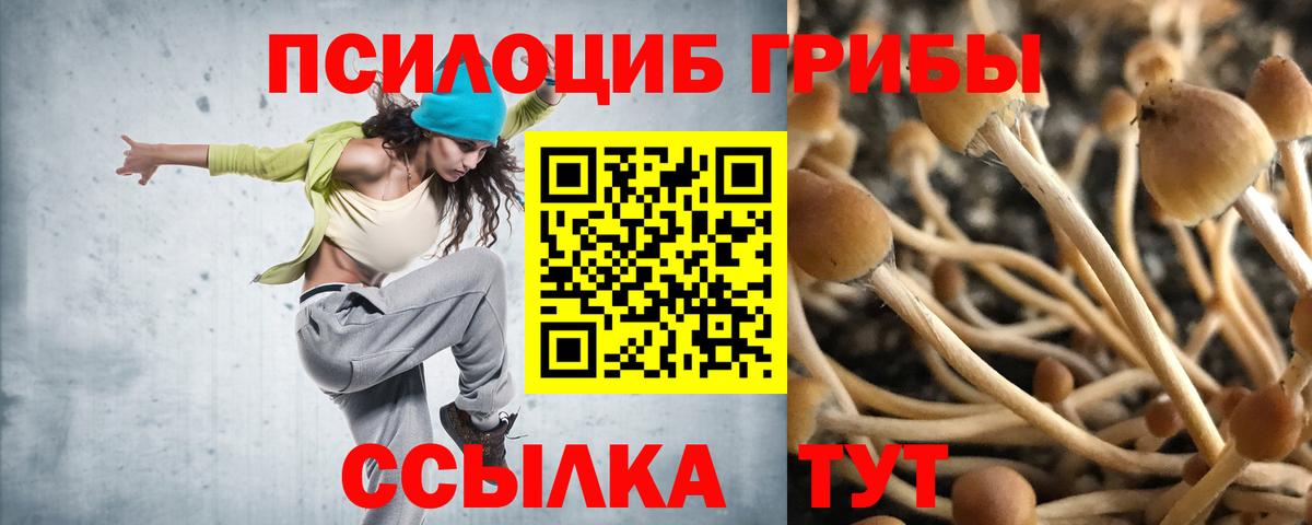 Киселёвск  Галлюциногенные грибы Cubensis  Вход с VPN 